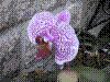 flower show2004 004.jpg